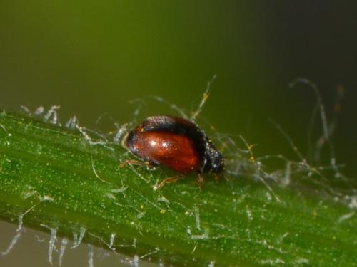 Réf. 324 312 : Scymnus sp.